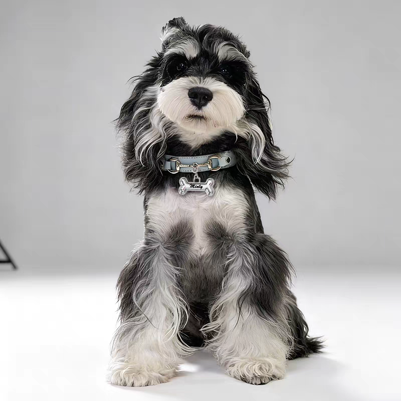 Leather Pet Collar for Medium & Small Pet - Personalized Engraved Leash Collar with Adjustable Strap for Corgi & Cats